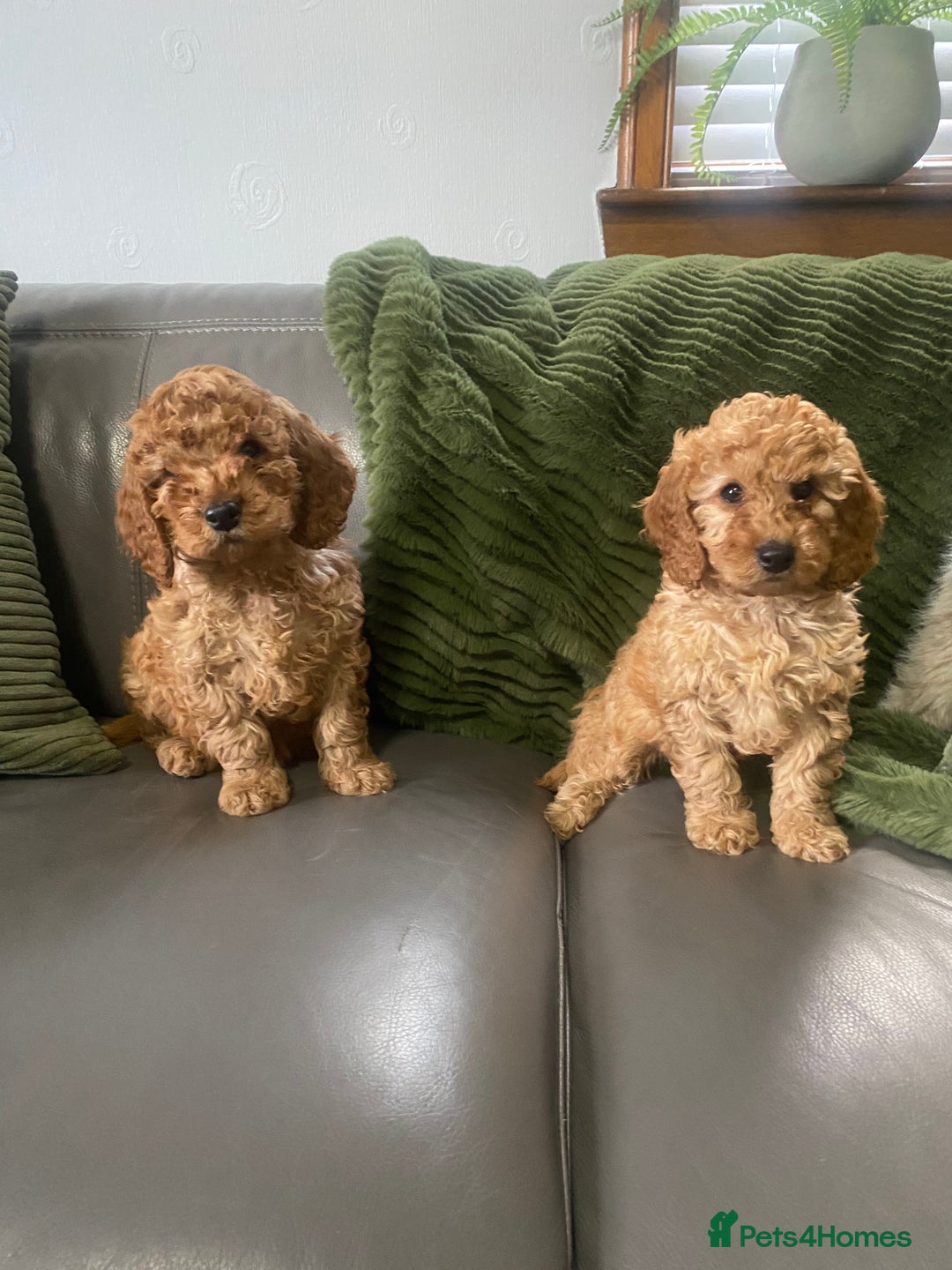 Cockapoo dogs for sale: Cockatoo puppies - Advert 7