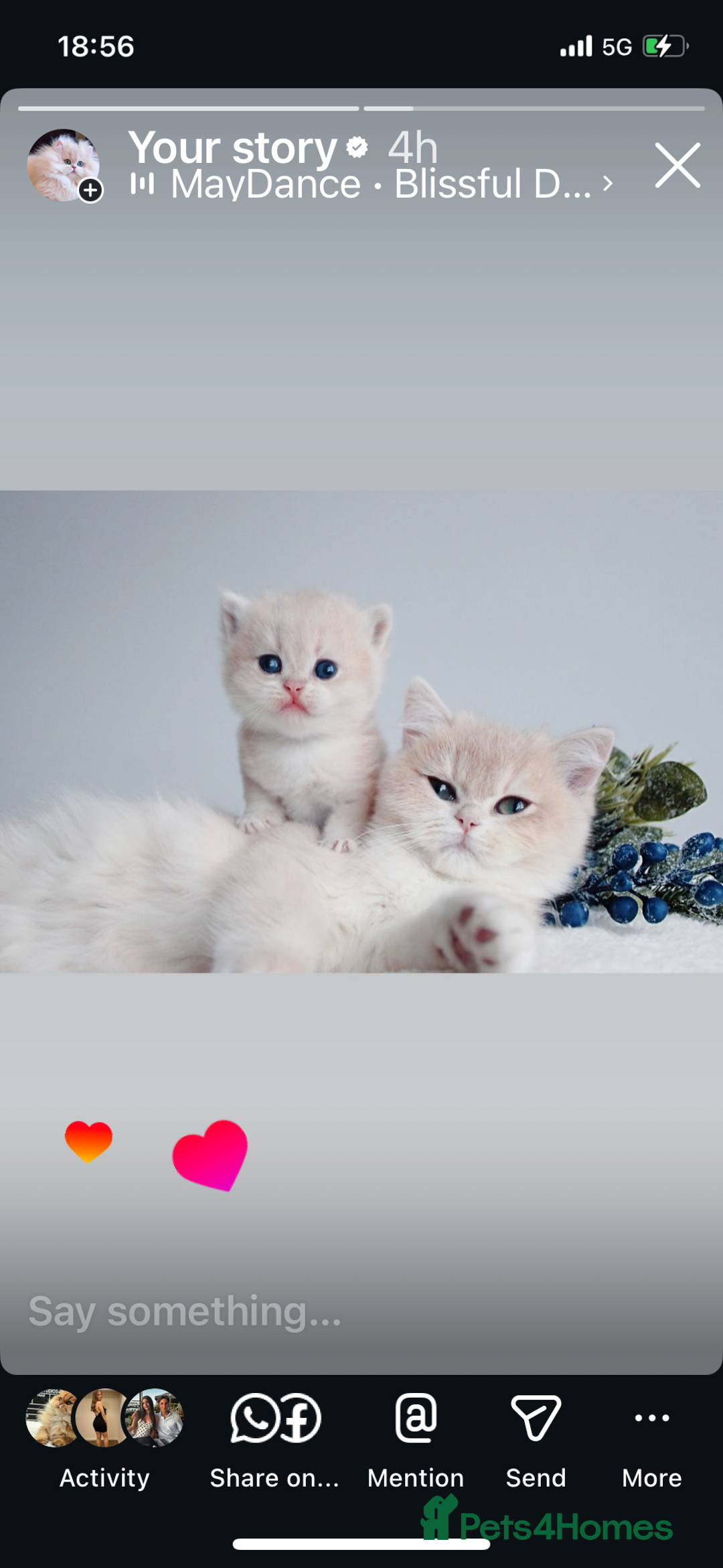 British Shorthair cats for sale: ✨Luxurious Premium Kittens ✨ - Advert 8