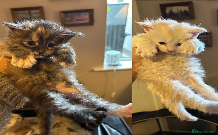 Maine Coon cats - Advert 11