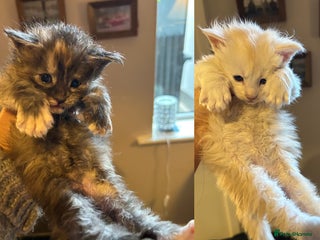 Maine Coon cats - Advert 10