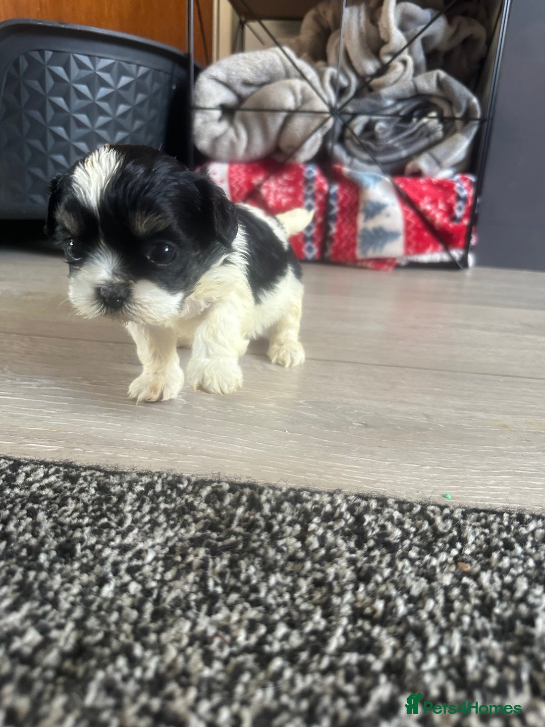 Shihpoo dogs for sale: Beautiful shihpoo puppies for sale - Advert 5