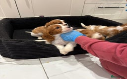 Cavalier King Charles Spaniel dogs for sale: Beautiful cavaliers looking for forever homes - Image 10