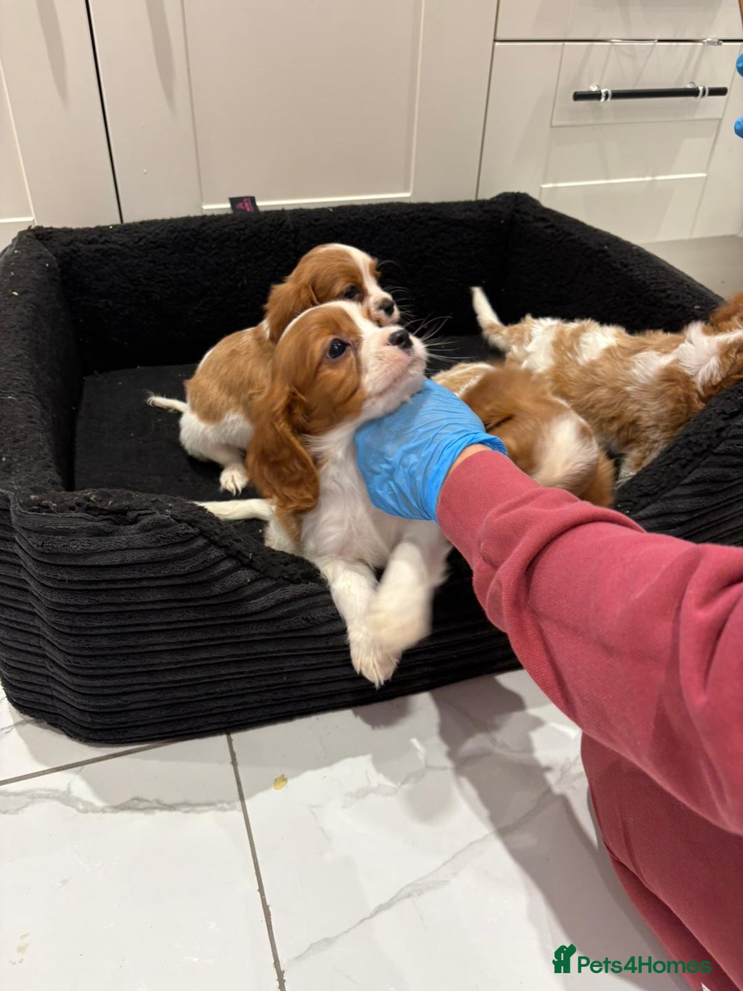 Cavalier King Charles Spaniel dogs for sale: Beautiful cavaliers looking for forever homes - Image 10