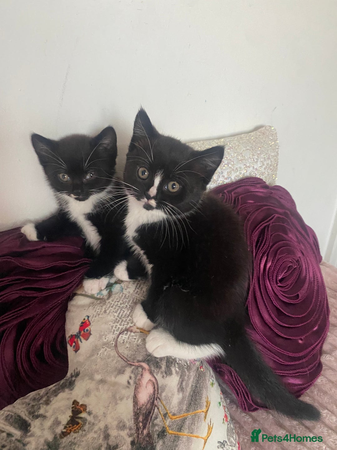 Mixed Breed cats for sale: X BRITISH SHORT adorable kittens ready 4 new home - Image 11