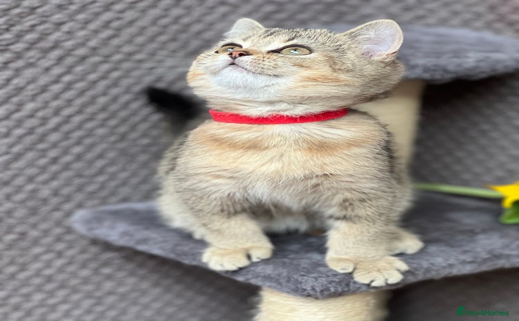 British Shorthair cats - Advert 16