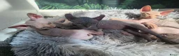 Sphynx cats for sale: Little sweet sphynx boys ready for new home 🐾 - Advert 3
