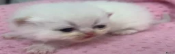 Exotic cats for sale: 3 beautiful quality exotic kittens - Advert 20