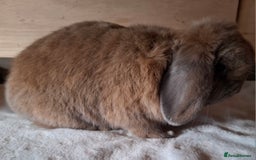 Mini Lop rabbits for sale: 2 x adult mini lop bucks - Image 4