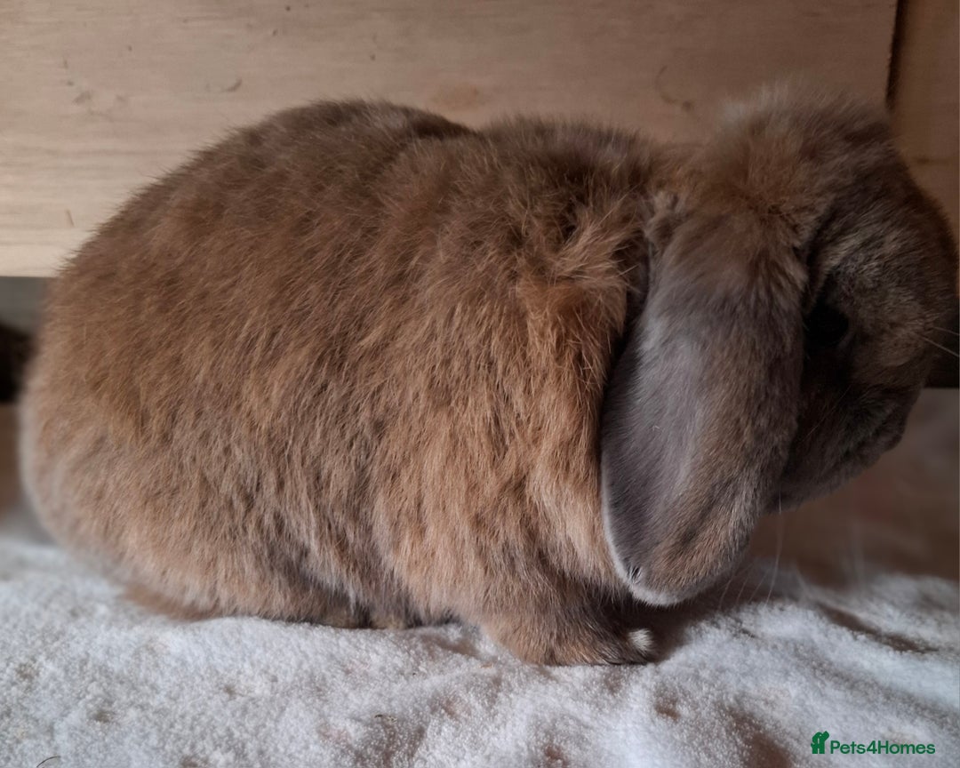 Mini Lop rabbits for sale: 2 x adult mini lop bucks - Image 4