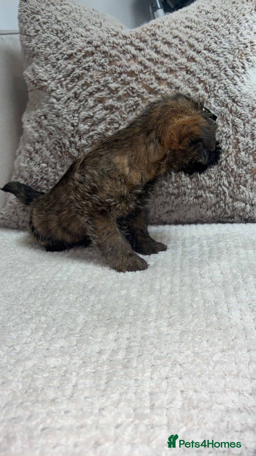 Cairn Terrier dogs for sale: Cairn terrier puppies  - Image 12