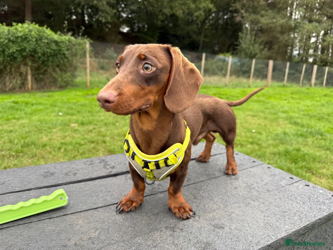 Miniature Dachshund dogs for stud: Handsome Miniature Dachshund Stud – Pedro - Advert 1