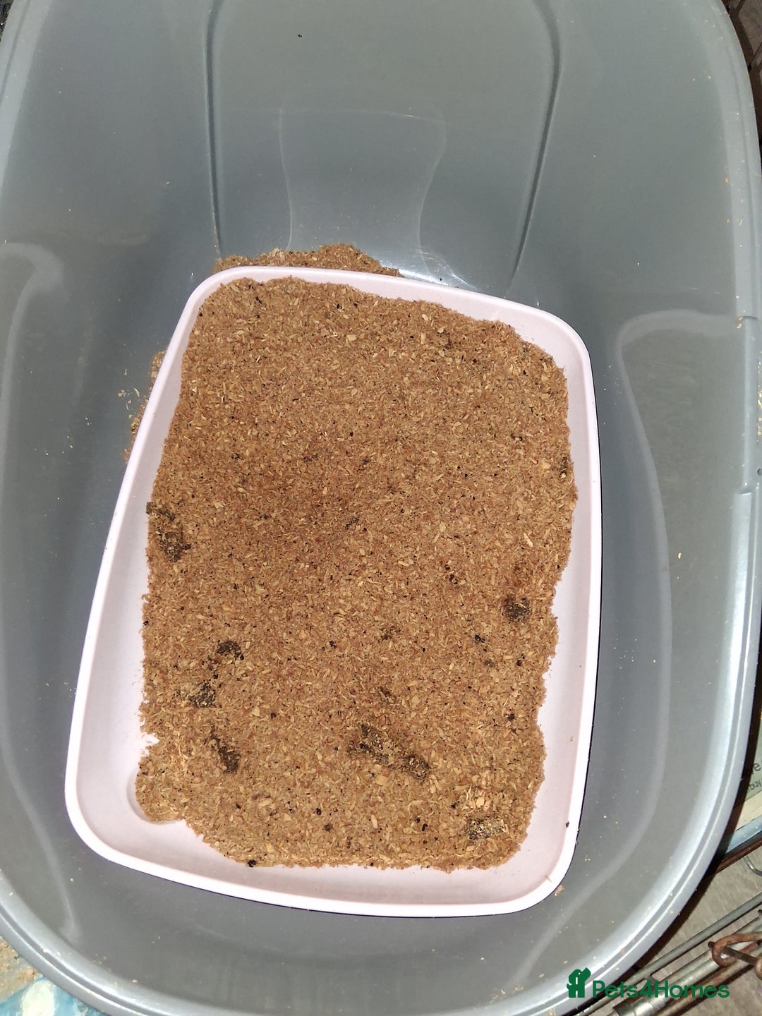 Bengal cats for sale: 1 Bengal boy  1 brown tabby boy - Advert 11