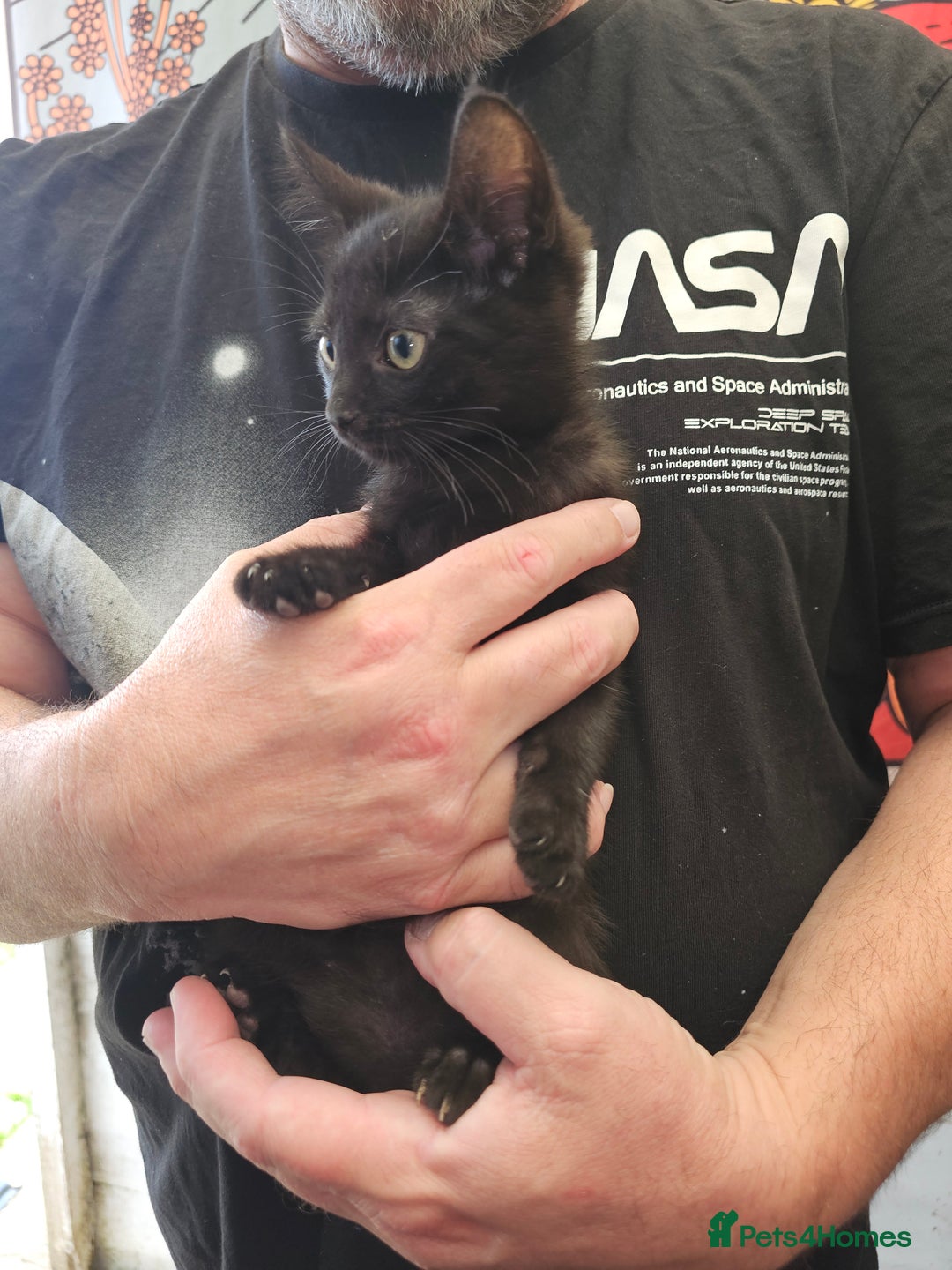 Mixed Breed cats for sale: KITTENS READY TO LEAVE NOW ONLY  1 BLACK GIRL LEFT - Image 13