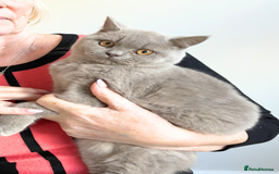 British Shorthair cats for sale: Fawn PKD Clear Active GCCF Reg Male - Advert 4