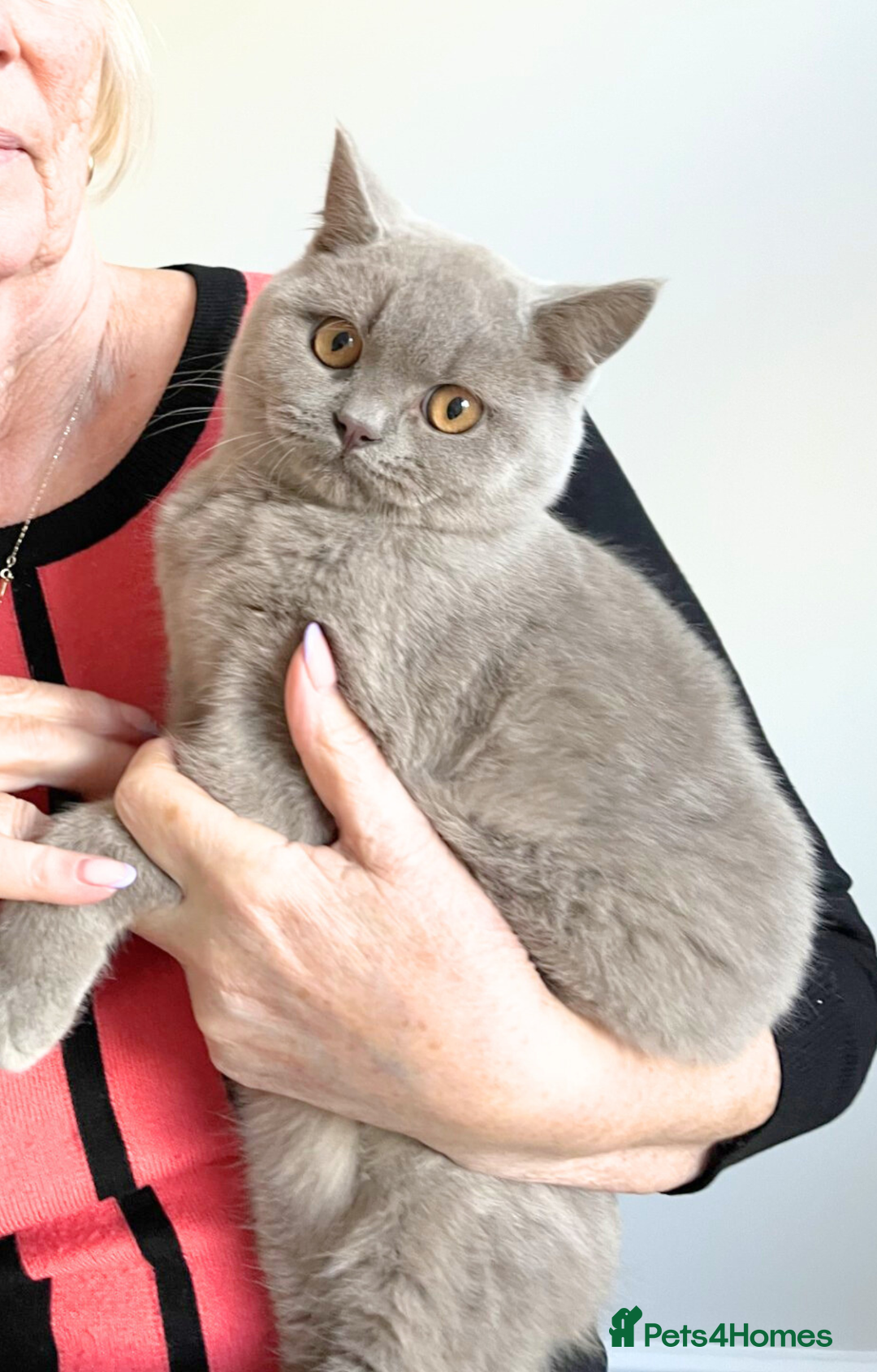 British Shorthair cats for sale: Fawn PKD Clear Active GCCF Reg Male - Advert 4