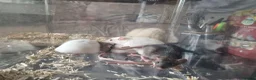Rat rodents for sale: Beautiful full size and dwarf rats  - Advert 13