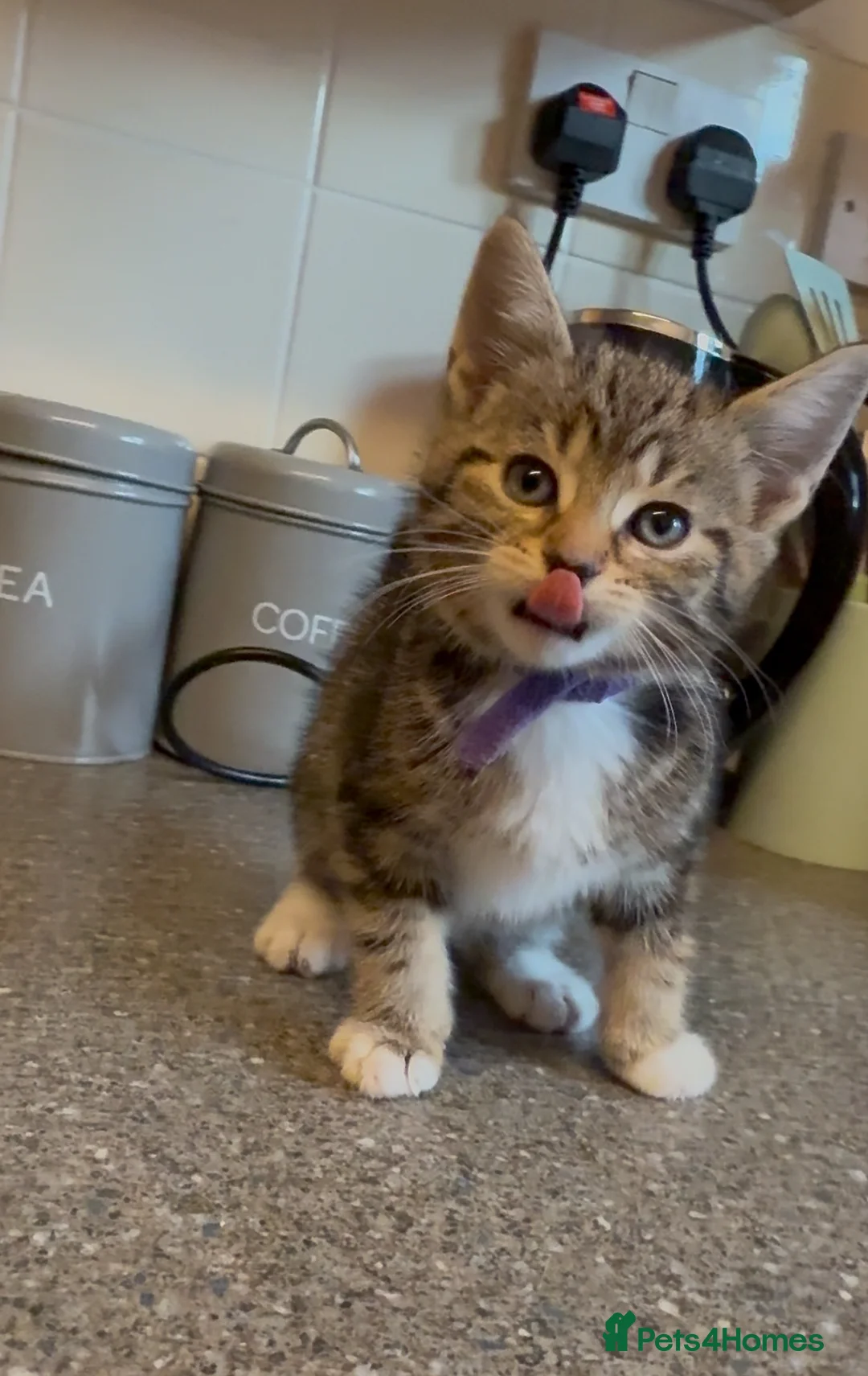 Mixed Breed cats for sale: 4 beautiful kittens ready for new homes - Advert 12