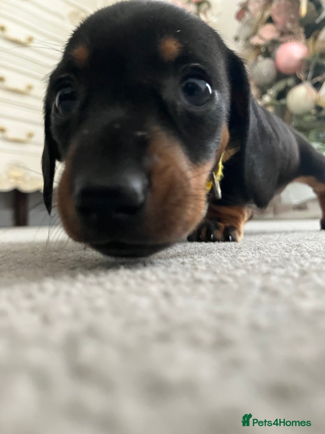 Dachshund dogs for sale: Dachshund pups black and tan - Advert 4