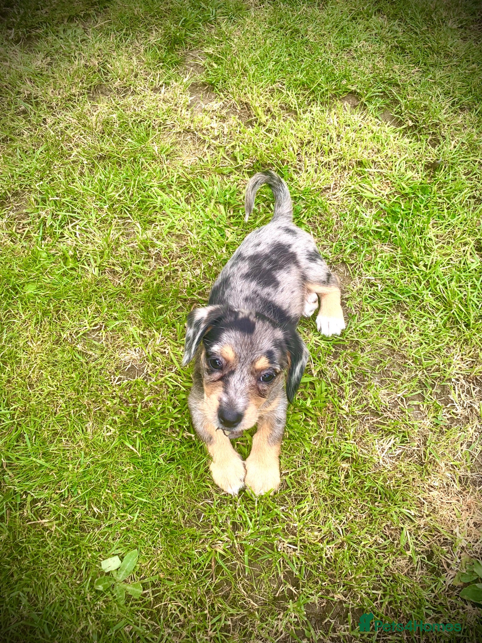 Mixed Breed dogs 2 beautiful Mauxie for sale £500 each - Advert 2