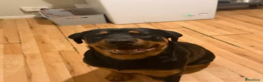 Rottweiler 