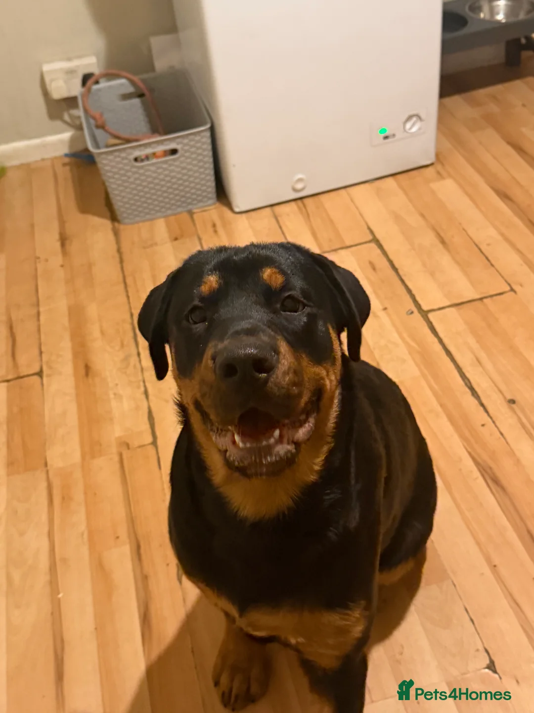 Rottweiler dogs for sale: Rottweiler  - Advert 4