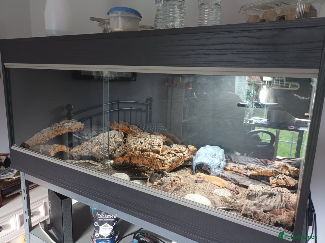Leopard Gecko reptiles for sale: Leopard Gecko (Inc tank)  - Advert 6