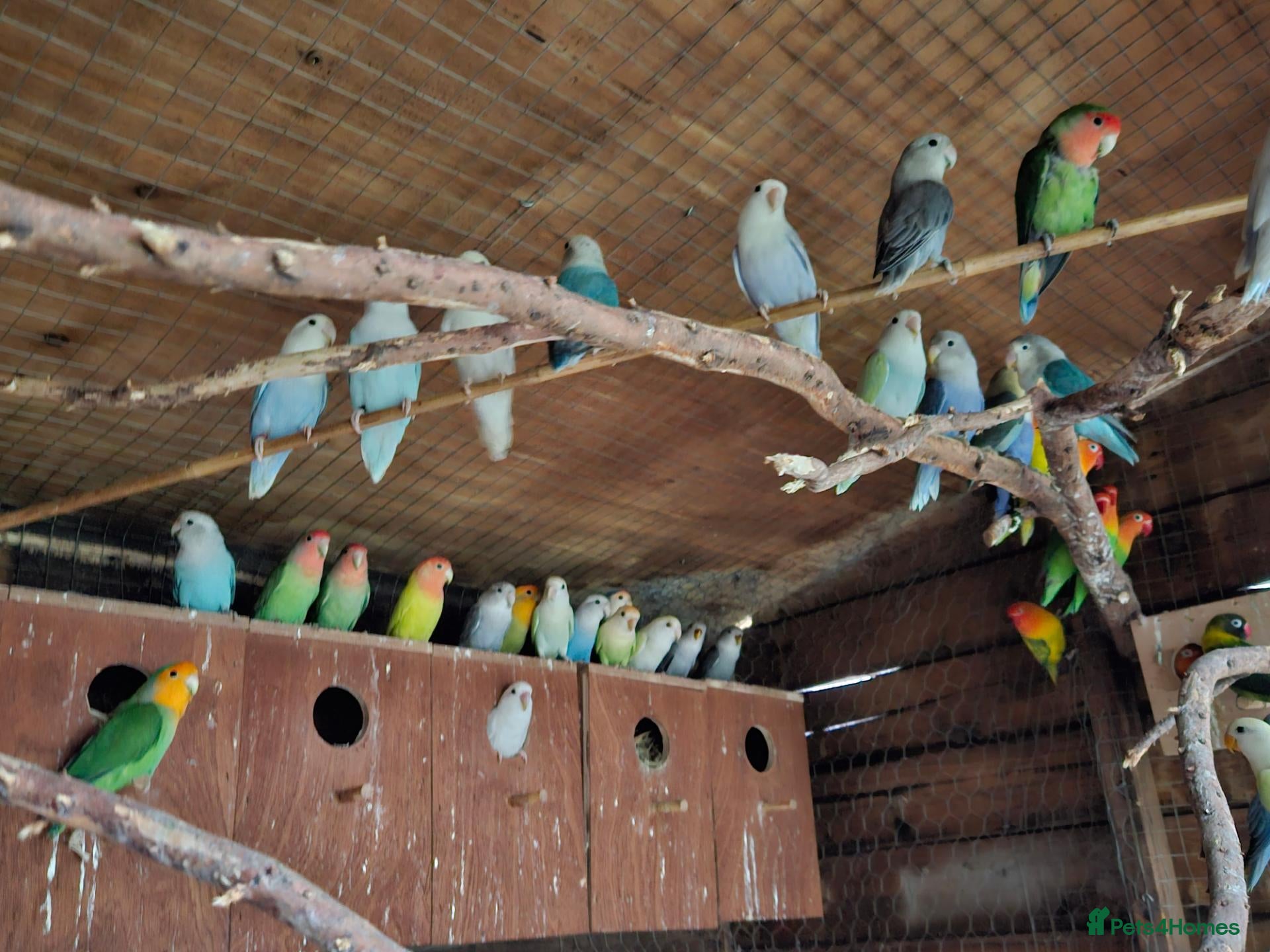 Lovebirds birds Lovebirds for sale  - Advert 2