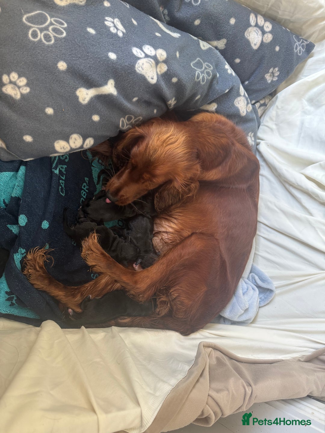 Mixed Breed dogs for sale: Sprollies - Image 20