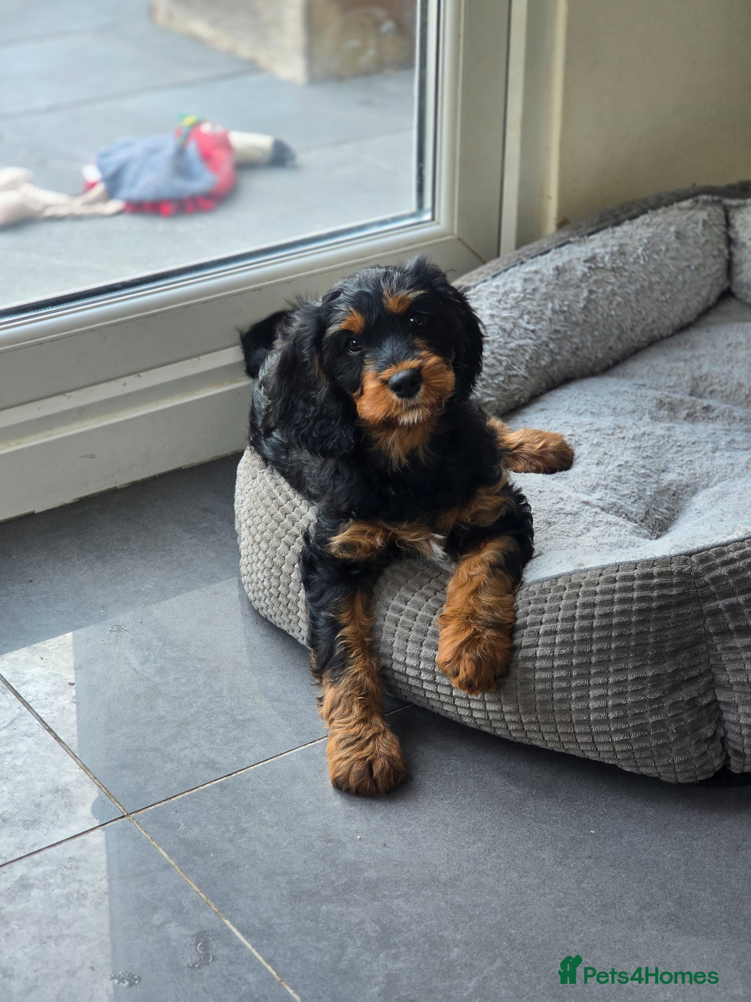 Cavapoo dogs Health tested Standard (cuddle) Cavapoos - Advert 4