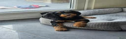 Cavapoo dogs for sale: Health tested Standard (cuddle) Cavapoos - Advert 1
