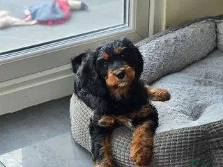 Cavapoo dogs Health tested Standard (cuddle) Cavapoos - Advert 2