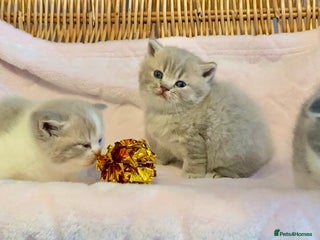 Scottish Fold cats 🧸😻ABSOLUTELY BEAUTIFUL TICA SCOTTISH/BSH😻🧸 - Advert 3