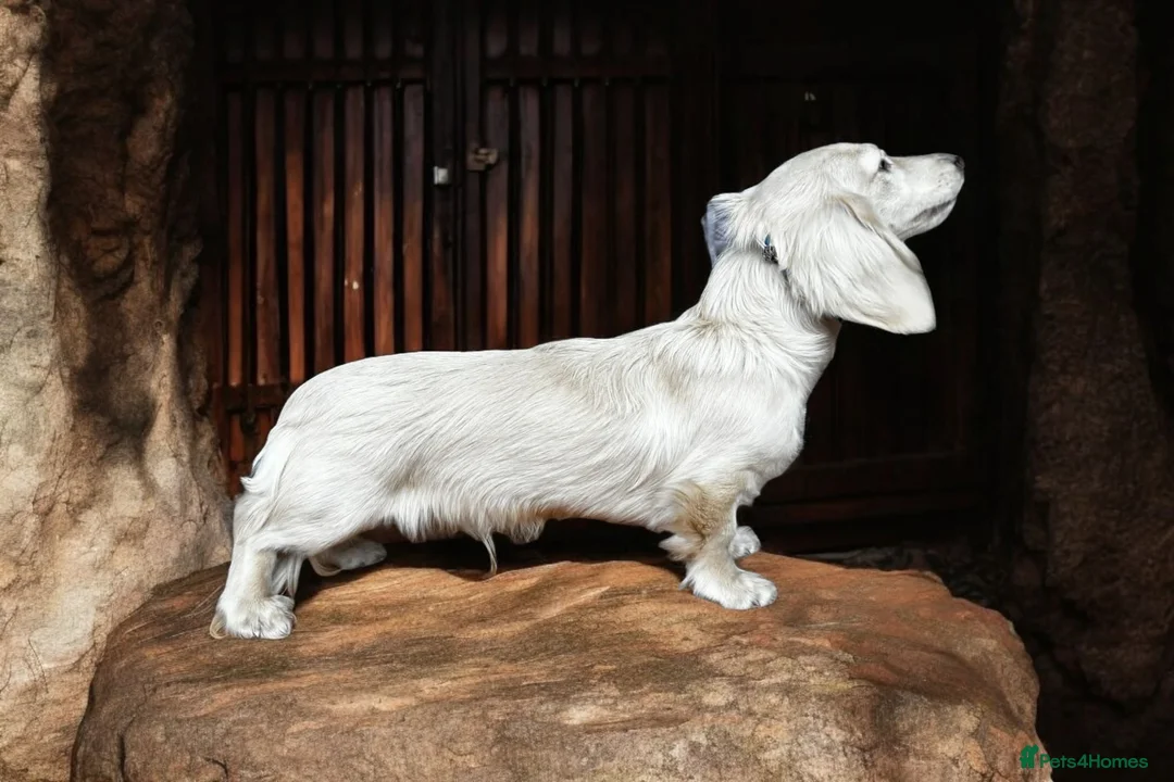 Miniature Dachshund dogs for stud: Cream Long-haired miniature Dachshund kc reg in Blackburn - Advert 12