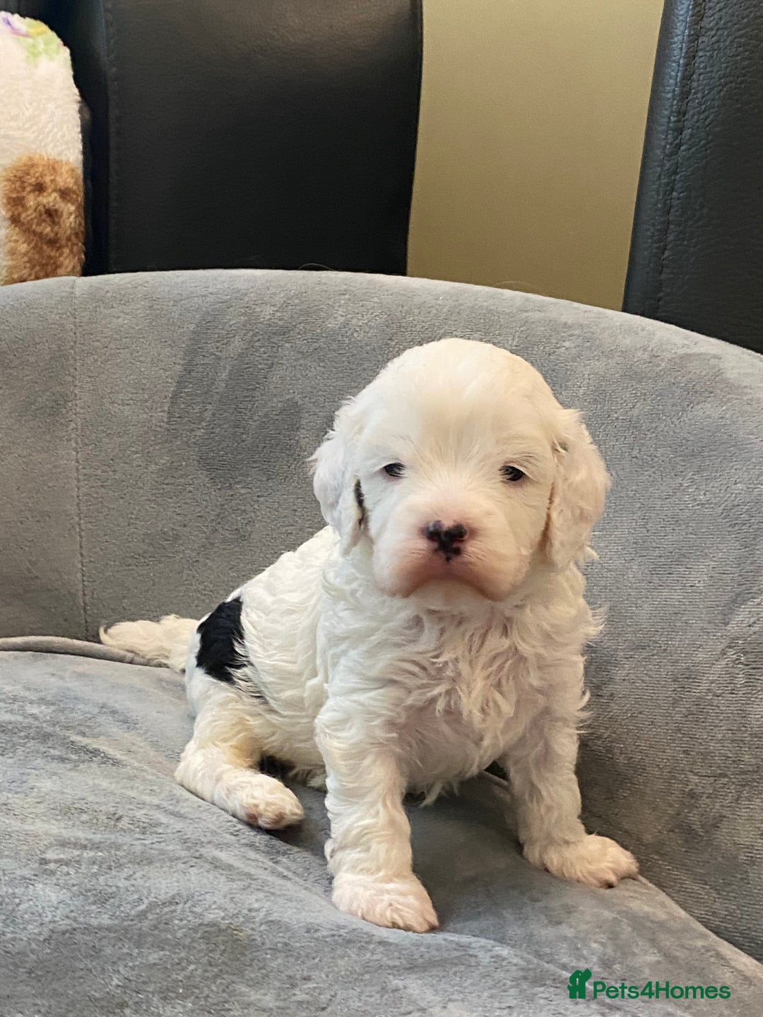 Cavapoo dogs for sale: Super cute, health tested, friendly Cavapoo pups  - Image 11