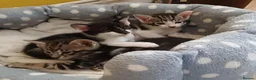 Mixed Breed cats for sale: Siamese x kittens - Advert 3