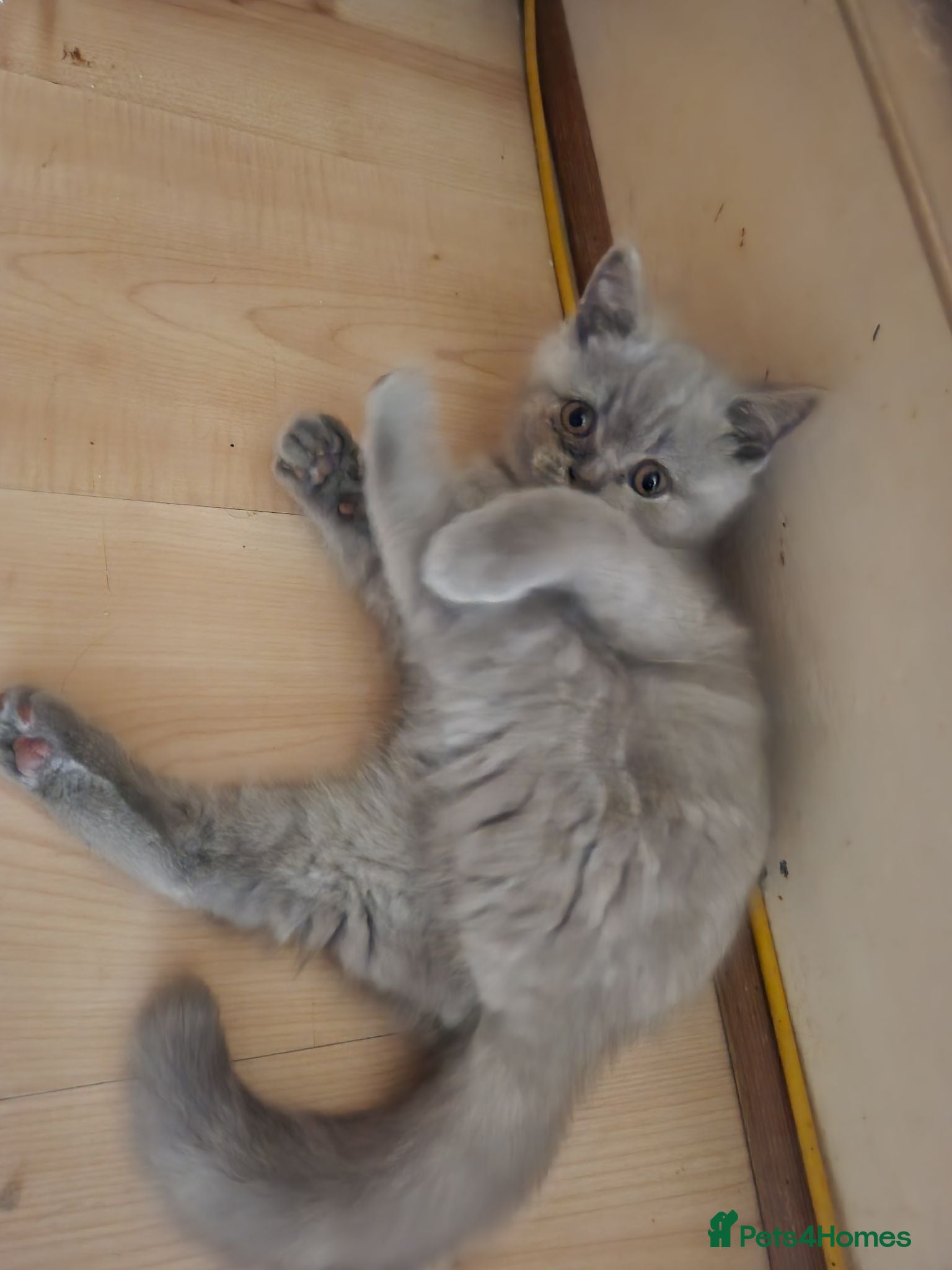 British Shorthair cats Hurry only one cream girl left   - Advert 1