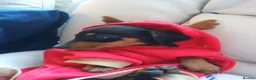 Miniature Dachshund dogs for sale:  boy dachshund Puppie ready to leave  - Advert 16