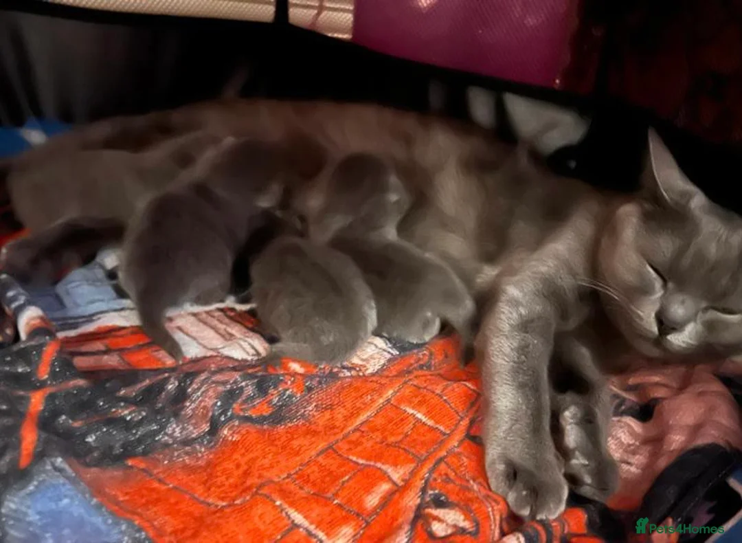 Russian Blue cats for stud: Pure Russian Blue Stud Available for Mating in Chessington - Advert 13