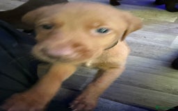 Labrador Retriever dogs for sale: Puppies - Image 3