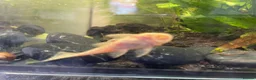 Plecos fish for sale: Albino Bristlenose Plecos (Ancistrus sp.)  in Southampton - Advert 2