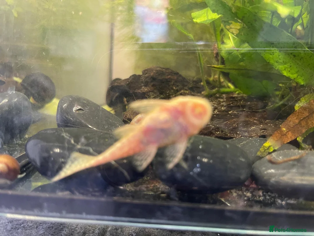 Plecos fish for sale: Albino Bristlenose Plecos (Ancistrus sp.)  in Southampton - Advert 2