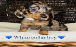 Miniature Dachshund dogs for sale: Stunning miniature daschund puppies  - Image 5