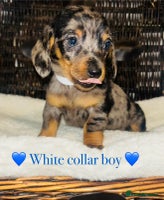 Miniature Dachshund dogs - Advert 4