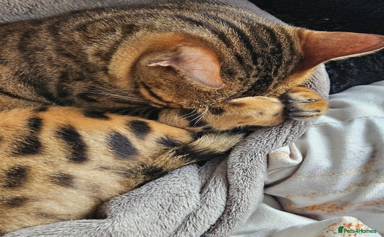 Bengal cats in Forfar - Advert 13