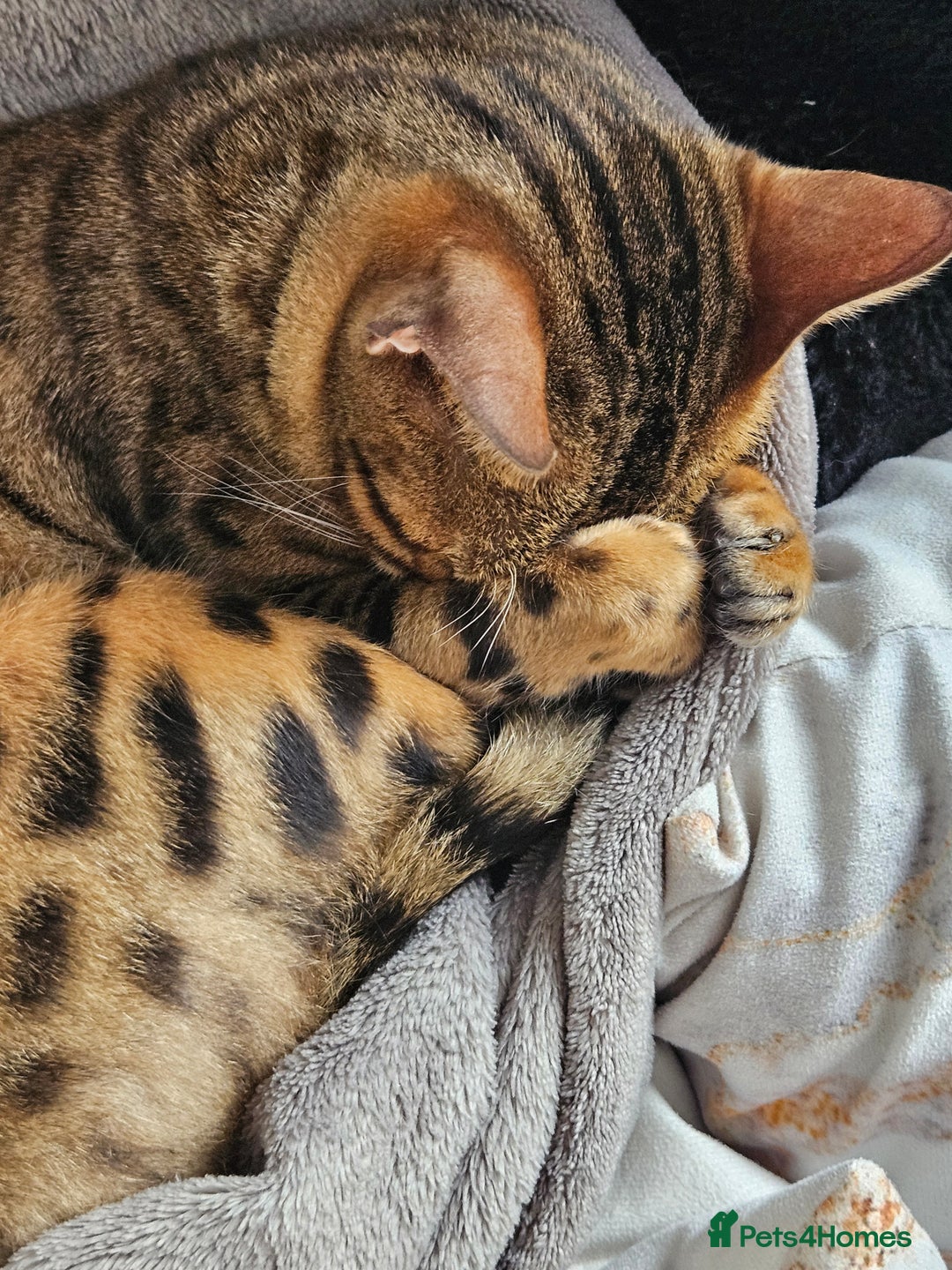 Bengal cats for sale: Bengal  in Forfar - Image 1