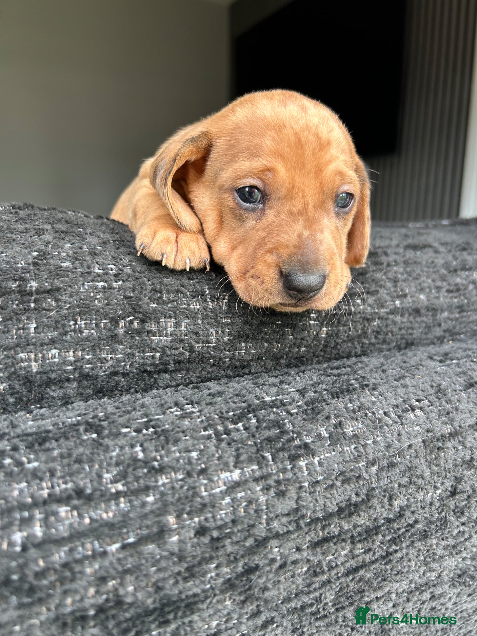 Miniature Dachshund dogs Miniature Dachshund  - Advert 2