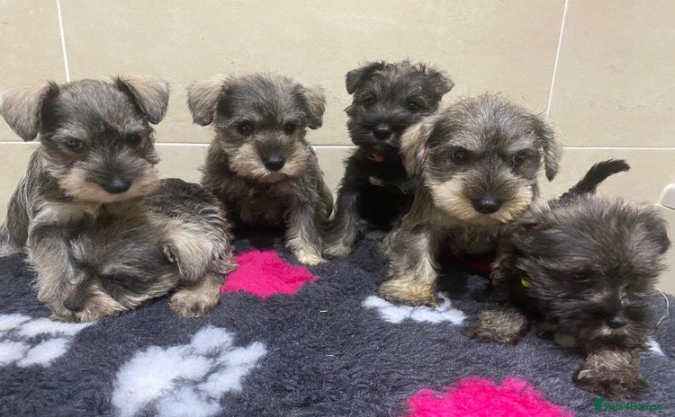 Miniature Schnauzer dogs Miniature schnauzer puppies  - Advert 3