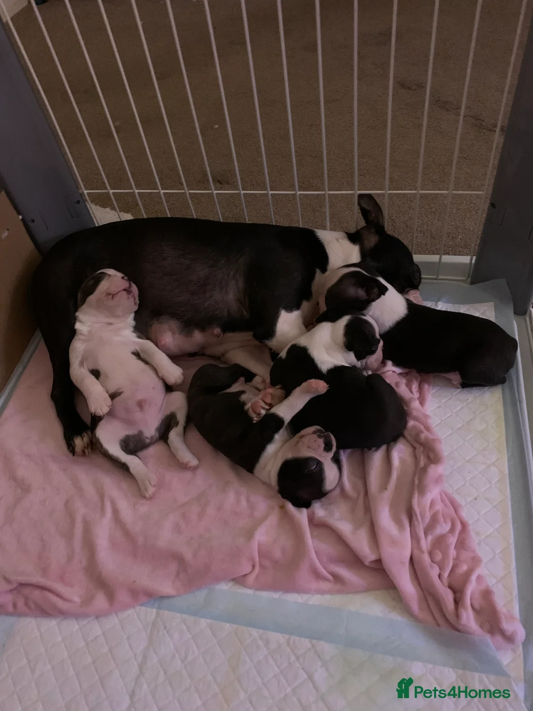 Boston Terrier dogs for sale: Boston Terrier puppies  - Advert 2