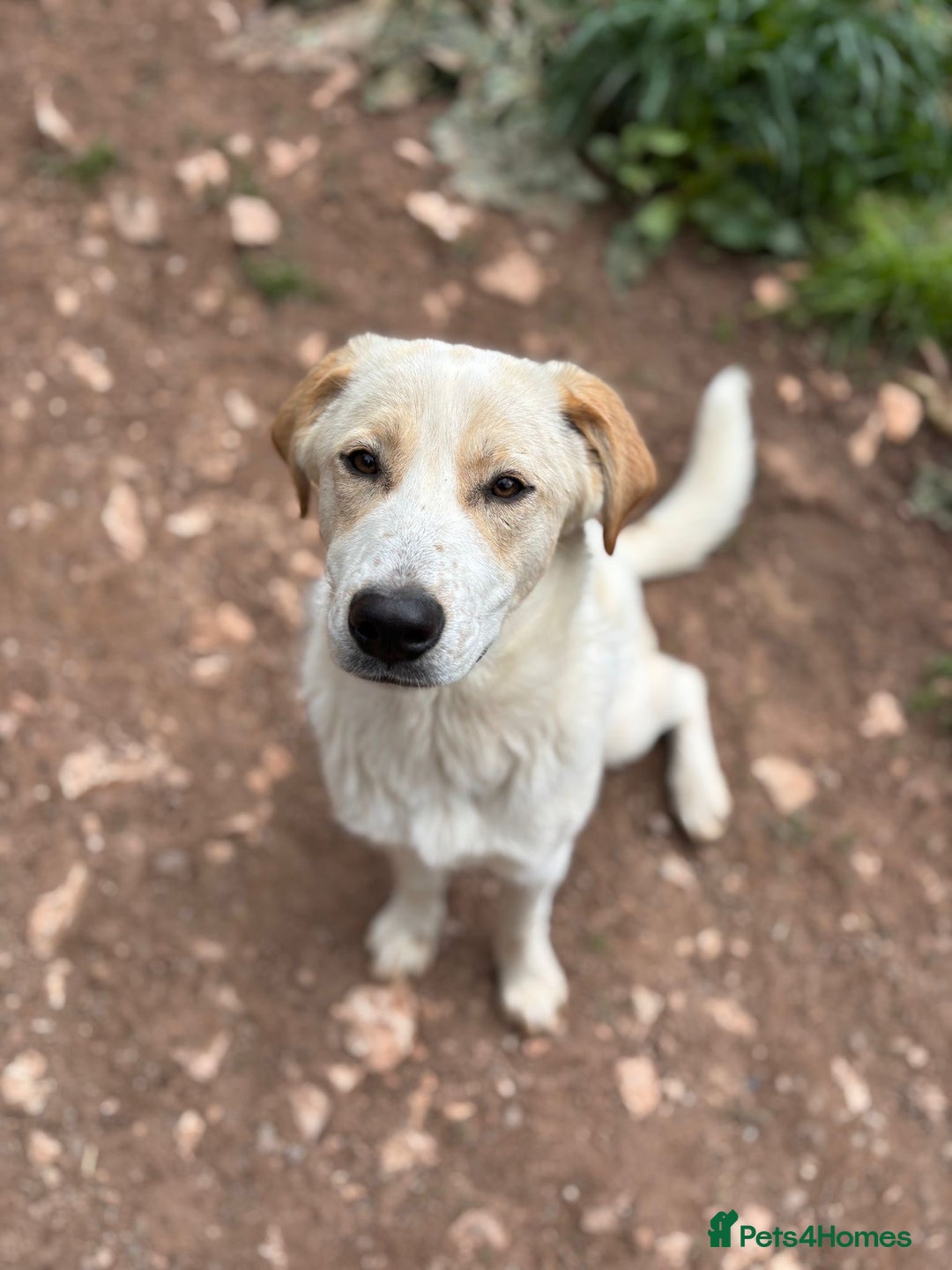 Mixed Breed dogs for adoption: Friendly 7 month old pup needs a home! - Image 4