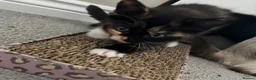 Mixed Breed cats for sale: Mixed RagdollxDomestic Long Hair Kittens in Hatfield - Advert 10